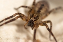 La Zoropse  pattes pineuses. Une femelle (Araneae - Zoropsidae - Zoropsis spinimana)